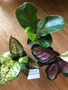 house plants from The Tender Gardener