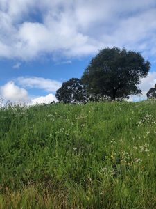 oak tree on a green grassy hill with spring flowers