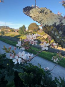 Spring fruit tree in bloom