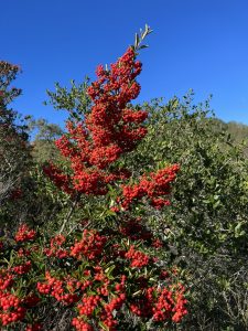 Red pyracantha against a blue sky