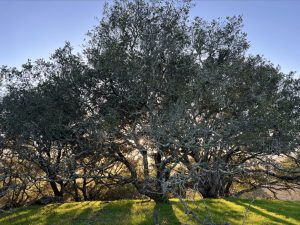 Oak tree with the sun setting behind it and blue sky