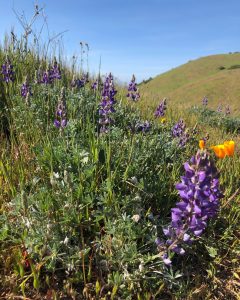 Purple lupin and orange California poppies on a green hillside