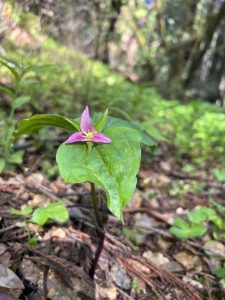 Pink purple flower with three petals and yellow center on the forest floor