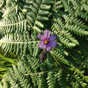 Purple spring flower against background of green ferns