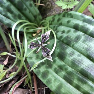 Purple and white flower with three petals agains a background of green leaves with dark green spots