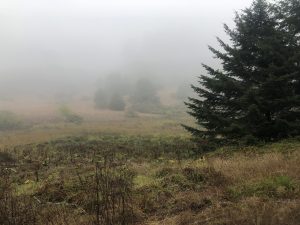 Evergreen tree standing in a foggy field of brown grass with green grass growing underneath