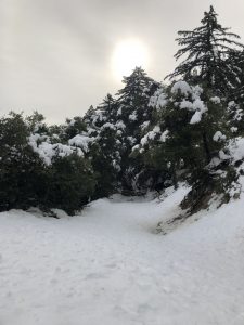 Evergreen tree covered in snow
