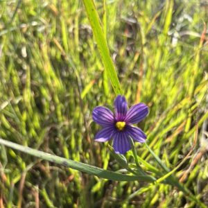 Purple flower surrounded by green grass