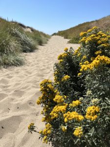 Sandy beach path with yellow flower lining right-hand side and blue sky