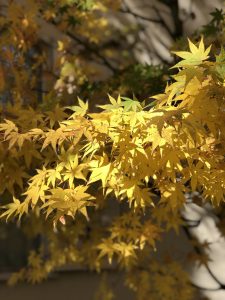 Maple leaves turning yellow in the fall