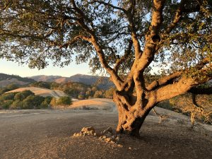 Picture of oak tree in the foreground, rolling hills with golden dry grass in the midground and blue sky in the background during golden hour