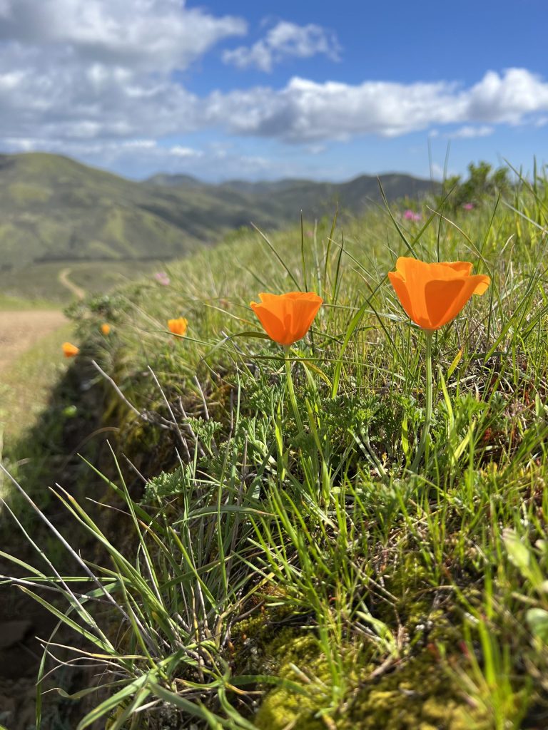 4 Orange California poppies along a trails edge with green hills and blue skies in the background